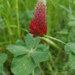 Trifolium incarnatumЦвят