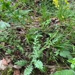 Erucastrum gallicum Habit