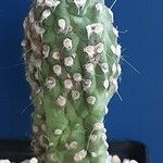 Cleistocactus hyalacanthus Pokrój
