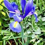 Iris spuria Kwiat