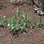 Convolvulus equitans Habit