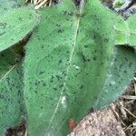 Hieracium glaucinum Leaf