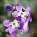 Matthiola tricuspidata 花