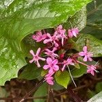 Clerodendrum bungei Flors