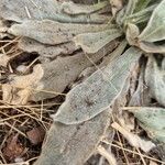 Silene coronaria Leaf