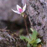 Saxifraga stellaris 花