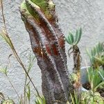 Euphorbia polygona Bark