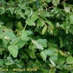 Vicia pisiformis Otro
