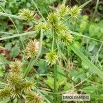 Cyperus strigosus Flor