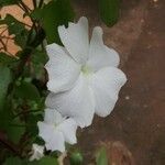 Thunbergia fragrans Flor