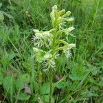 Platanthera lacera Flower