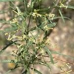 Ceballosia fruticosa Fula