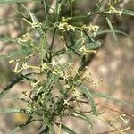 Ceballosia fruticosa Flower