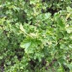 Ribes magellanicum Hoja