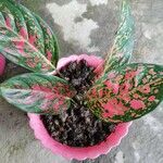 Aglaonema commutatumপাতা