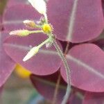 Oxalis hedysaroides Kukka