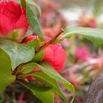Camellia sasanqua Otro