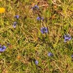 Veronica bellidioides Fula