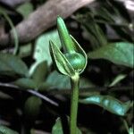 Thunbergia fragrans Fruit