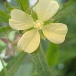 Ludwigia octovalvis Flower