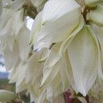 Yucca elata Blomst