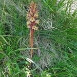 Orobanche lutea Habitus