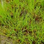 Isolepis fluitans Yaprak