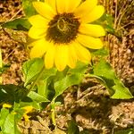 Helianthus petiolaris Flower