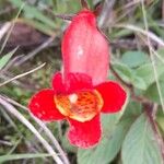 Seemannia nematanthodes Flower