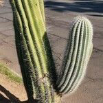 Pachycereus pringlei Leaf