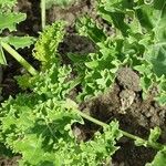 Crambe maritima Leaf