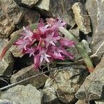 Allium falcifolium Flor