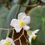 Begonia angularis Blomst