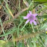 Geropogon hybridus Çiçek