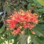 Saraca indica Flor