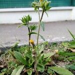 Picris echioides Virág