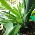 Billbergia nutans叶