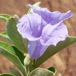 Bonamia spectabilis Blüte