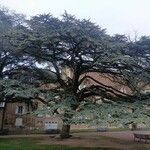 Cedrus libani Blad