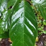 Antidesma montanum Hoja