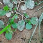 Trianthema portulacastrum Leaf