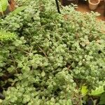 Crassula expansa ഇല