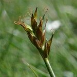 Carex macrostylos Fiore