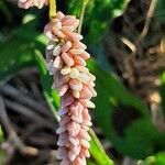 Persicaria lapathifolia Fula