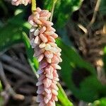 Persicaria lapathifolia Květ