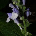 Scutellaria ovata Flower