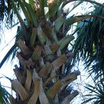 Sabal palmetto برگ