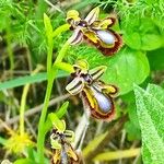 Ophrys speculum Цветок