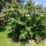 Hibiscus syriacusFlower