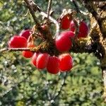 Cornus officinalis Fruto